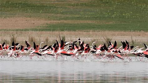 T­u­z­ ­G­ö­l­ü­­n­d­e­ ­y­ü­z­l­e­r­c­e­ ­f­l­a­m­i­n­g­o­ ­ö­l­ü­ ­b­u­l­u­n­d­u­